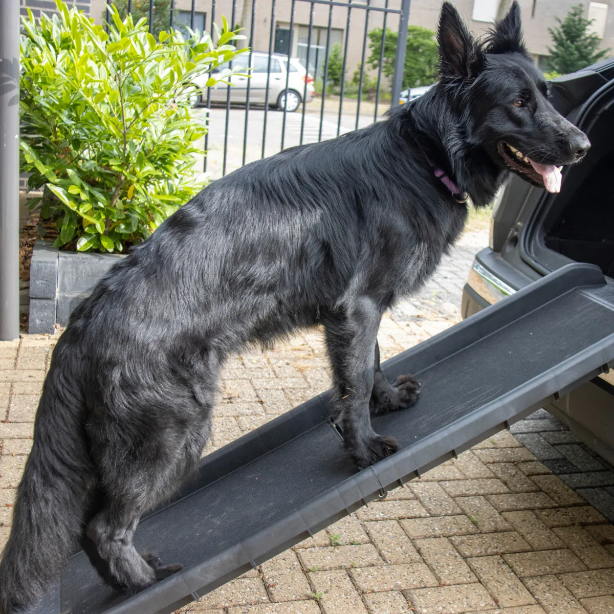 Topmast Loopplank Original - voor uw hond in- en uit een auto