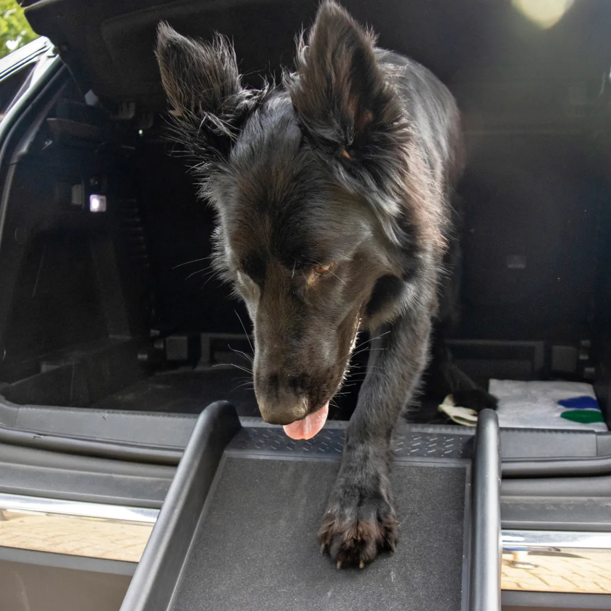 Topmast Loopplank Original - voor uw hond in- en uit een auto